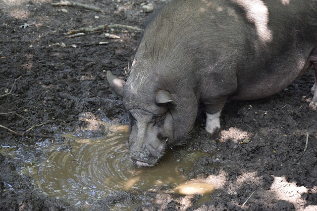 诺德的心仪 诺德的心仪
