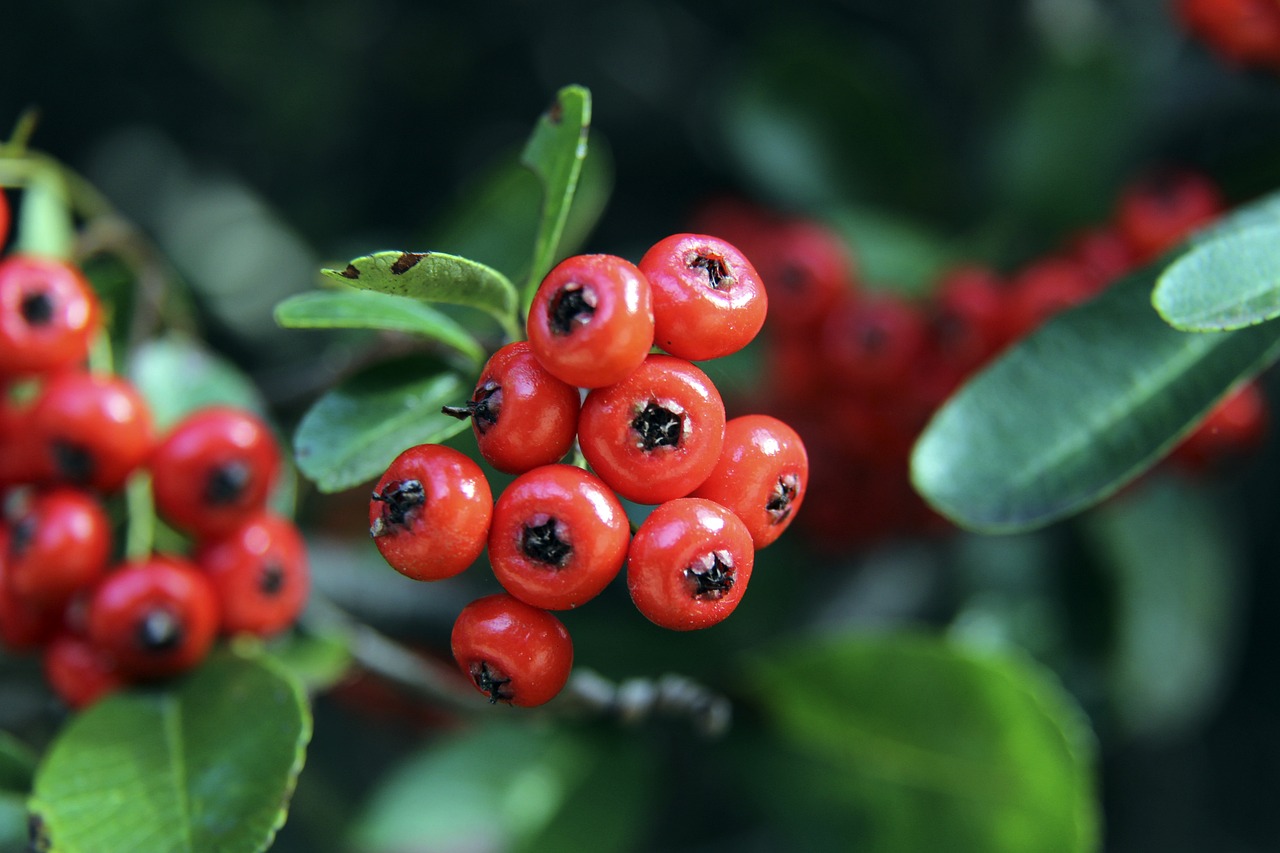 尤文圖斯 尤文圖斯